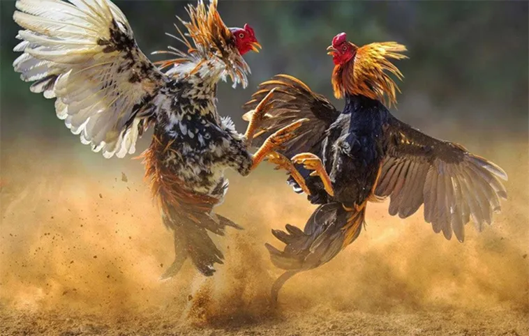 Bí Quyết Chơi Đá Gà WS168 Tại SunWin Thắng Lớn Ngay Hôm Nay